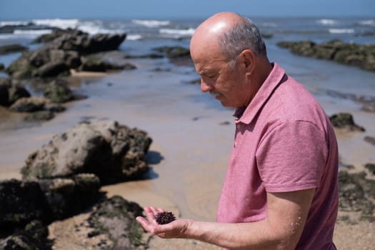 Elderly Man with Mustache Examining a Sea Urchin on the Beach. High quality photo
