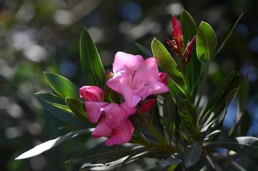 Blooming Pink Oleander in Mediterranean Light