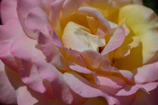 Delicate pink and yellow rose in full bloom, captured in soft natural light.
