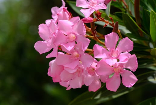 Beautiful pink oleander flowers in full bloom on a green bush in a Mediterranean garden on a sunny day in Cyprus.