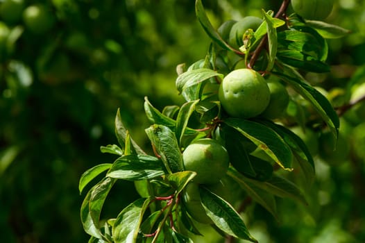 Young green plums hang from a leafy branch in a sunlit garden on Cyprus.