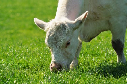 Charolais cattle on a green meadow