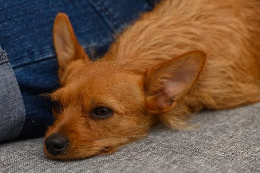 A red pinscher sleeps close to a woman on a couch, radiating comfort and quiet affection.