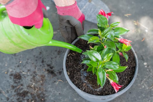 Gardener wearing gloves waters a colorful potted Dipladenia mondevilla using a green watering can, feeding it with all-purpose fertilizer, tending to the summer flowering plant