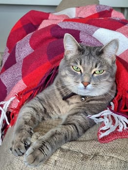 Vertical cozy photo of a gray cat lying comfortably under a red and white checkered blanket. The cat appears relaxed and content, enjoying a peaceful moment. The image evokes warmth, comfort, and pet-friendly indoor atmosphere perfect for themes of home life, coziness, and animal companionship.