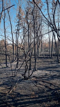 Vertical image of a burned forest with blackened, leafless tree trunks reaching into a clear blue sky. The photo captures the aftermath of a wildfire, evoking themes of environmental destruction, climate change, resilience of nature, and ecological impact. A powerful visual of post-fire landscape and natural disaster.