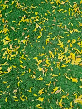 Vertical photo showing yellow fallen autumn leaves scattered on vibrant green grass. The image captures the contrast of warm fall colors against fresh greenery creating a natural seasonal background