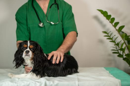 Soft focus photo of a cute Cavalier King Charles Spaniel lying on a couch while a male veterinarian gently pets the dog. The image conveys warmth, trust, and calm professional pet care in a cozy indoor setting with ample copy space for text or design.