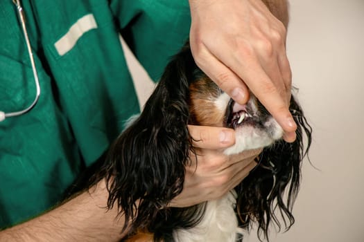 Closeup photo showing a Cavalier King Charles Spaniel with a male veterinarian carefully examining the dog s teeth and canines. The image illustrates professional pet dental care, trust, and attentive veterinary health checkup.