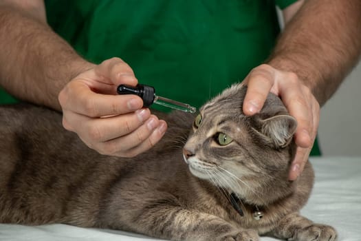 Male veterinarian applies ear drops to calm gray cat on exam table. Veterinary care, pet health, clinical setting, trust
