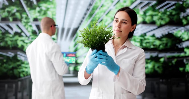 Growing Fresh Green Vegetables On A Sustainable Farm For Local Businesses.