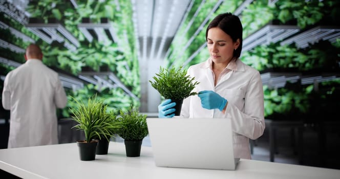 Successful Farmer Using Technology To Grow Fresh Organic Vegetables For Business.