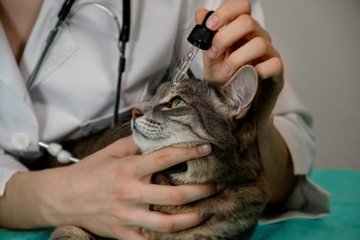 Close-up of gray cats head with female veterinarian s hands applying eye drops. Pet care, veterinary treatment, calm cat, animal health