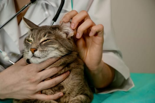 Close-up of gray cat with female veterinarians hands examining its ear. Pet care, veterinary checkup, animal health, calm cat, copy space.