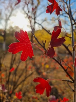 Vertical close up photo of a red autumn leaf illuminated by warm sunset backlight. The image has a soft focus and glowing atmosphere, emphasizing the beauty of fall colors and natural textures. Captures the delicate details and peaceful mood of the season.