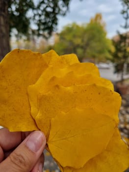 Vertical photo showing a female hand gently holding bright yellow autumn leaves with a soft focus background. The image captures the warmth and beauty of fall, highlighting the delicate connection between nature and human touch.