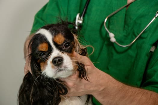 Closeup photo of a Cavalier King Charles Spaniel s head while a male veterinarian carefully examines the dog's ear. The image highlights professional veterinary care, trust, and gentle animal health checkup.