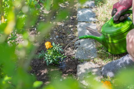 Gardener watering bright marigold flowers with green watering can on flowerbed, Flower care in garden, Landscape designer work,
