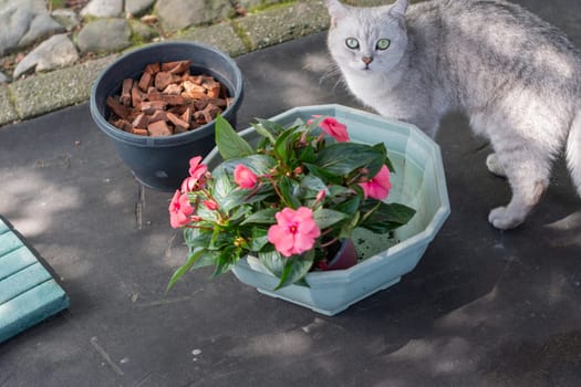 Gardening tools and pots are laid out on a black carpet for replanting pink impatiens flowers into a decorative light green planter, while a curious silver Scottish Straight cat watches the process,
