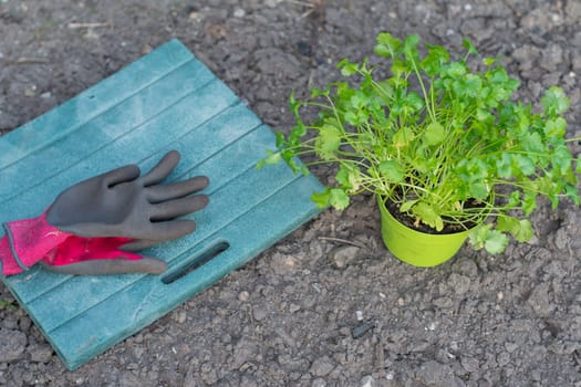 Gardening gloves placed on lap mat next to potted coriander plant ready to be planted in ground symbolize beginning of gardening season