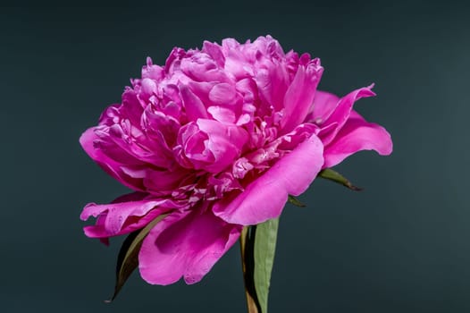 A stunning hot pink peony flower, adorned with fresh water droplets, beautifully contrasted against a deep, dark teal background, emphasizing its vibrant color and lush petals