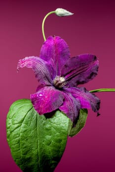 A captivating close-up of a vibrant purple Clematis flower, adorned with glistening water droplets, set against a rich magenta background. Ideal for botanical and nature themes