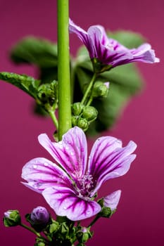 A close-up of a beautiful purple mallow flower covered in glistening water droplets, set against a rich magenta background. Perfect for nature, garden, and beauty themes