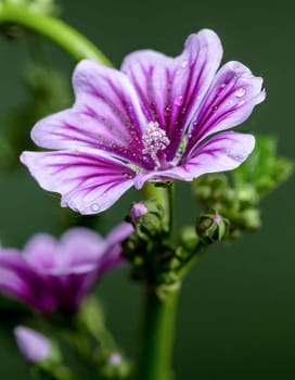 A stunning view of a purple mallow flower with luminous water droplets, standing out beautifully against its natural green stem and background