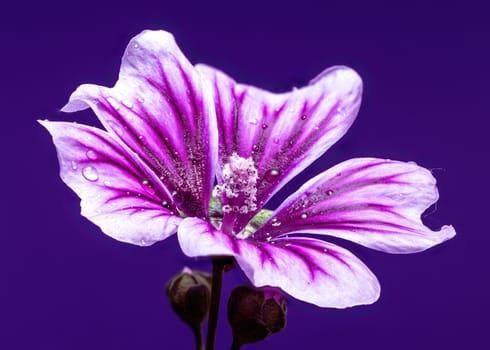 A close-up of a beautiful purple mallow flower covered in glistening water droplets, set against a deep purple background. Perfect for nature, garden, and beauty themes