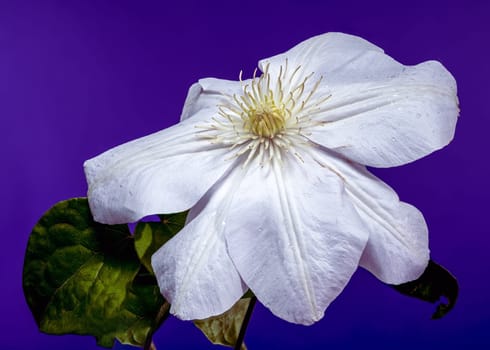 A captivating close-up of a pristine white Clematis flower, adorned with glistening water droplets, set against a vibrant purple background. Ideal for botanical and nature themes