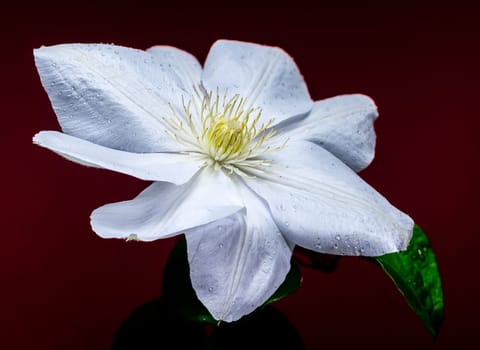 A captivating close-up of a pristine white Clematis flower, adorned with glistening water droplets, set against a rich red background. Ideal for botanical and nature themes