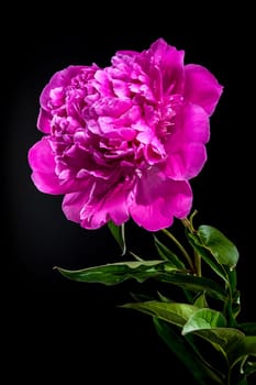 Vibrant hot pink peony flower, fresh with water droplets, photographed against a stark black background, highlighting its rich color and delicate petals