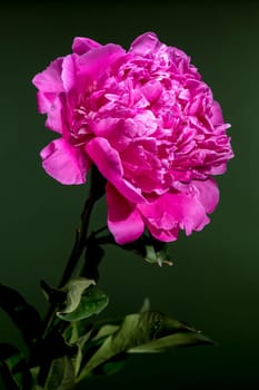 A vibrant pink peony flower with water droplets, beautifully contrasted against a lush green background, highlighting its delicate petals and fresh appearance