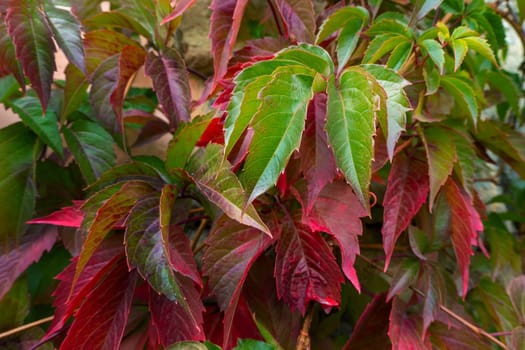 Parthenocissus quinquefolia, known as Virginia creeper, Victoria creeper, five-leaved ivy. Red foliage background red wooden wall. Natural background. High quality photo