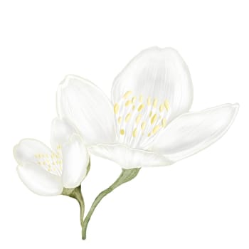 Jasmine white flower watercolor. Hand drawn bud delicate. Clip art botanical on white background. Ideal for logo of tea and aromatic products from jasmine. High quality illustration