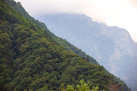 Part of the mountains covered with trees against the sky.