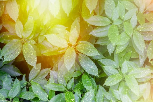 The leaves of the evergreen shrub akuba in the rays of yellow sunlight. Floral background