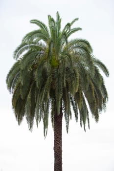The top of a tropical palm tree on a white background.