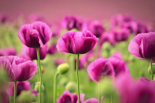 Beautiful purple flower with plant landscape in the field. Spring sunny day. Concept for nature and agriculture. Poppy (Papaver somniferum)