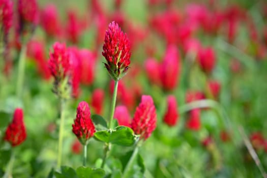 A beautiful blooming red field in the Czech Republic. Concept for nature and agriculture. Beautiful red flowers. Spring nature background. Clover incarnate - Trifolium incarnatum