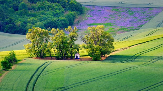 Beautiful spring landscape with field, hills and sunset. Czech Republic - South Moravia (Moravian Tuscany.) Concept for agriculture, travel, environment and nature..