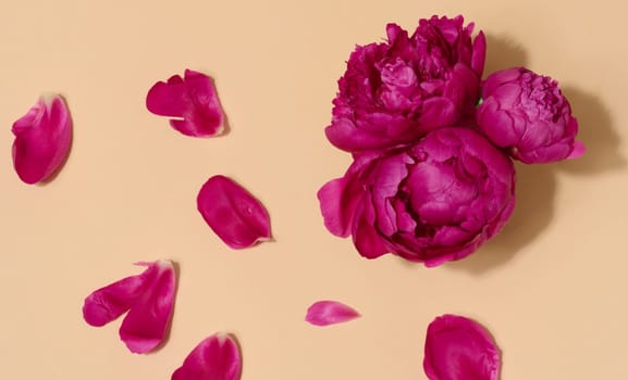 Top view of arrangement of several bright pink peony buds and scattered petals on beige background