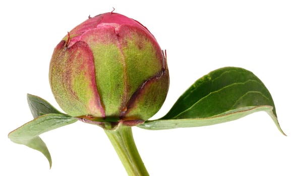 Unopened bright pink peony bud with green leaves, isolated background