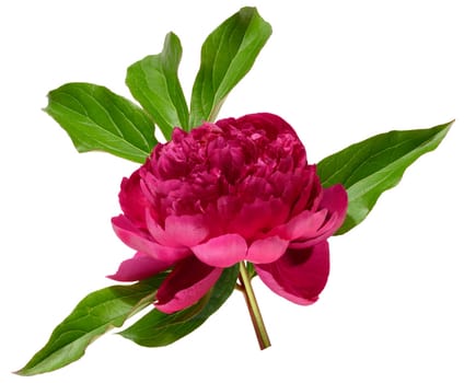 Lush dark pink peony flower with green leaves on isolated background