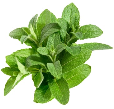 Bunch of fresh mint with green leaves on isolated background