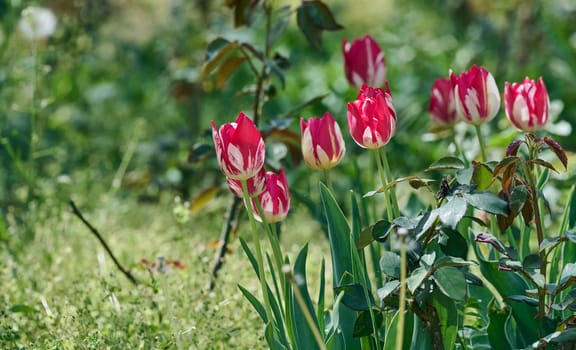 Red and white striped tulips blooming in a sunny spring garden. Beautiful floral scene, natural background