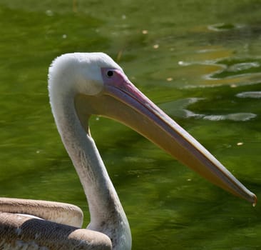 White adult pelican swimming on a pond with green water
