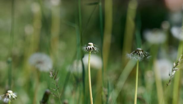 Several fluffy dandelion seed heads on slender stems among grass and other plants. Soft, diffused light