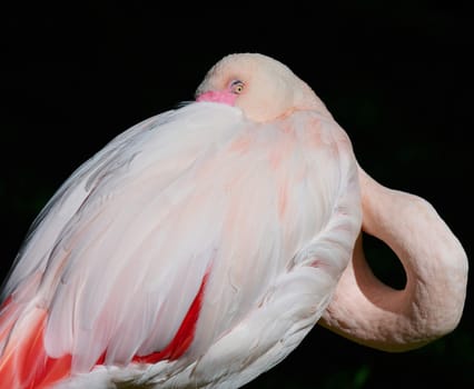 Close-up of a pink flamingo grooming its feathers in natural daylight. The bird's curved neck and detailed plumage