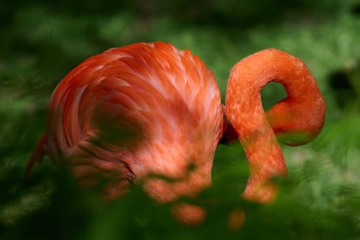 Close-up of a vibrant orange flamingo grooming its feathers in natural daylight. The bird's curved neck and detailed plumage